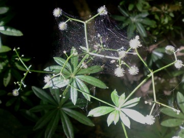 Galium mollugo / Caglio tirolese